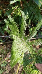 Microlepia
