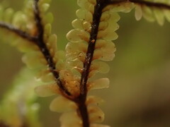 Macrodiplophyllum rubrum