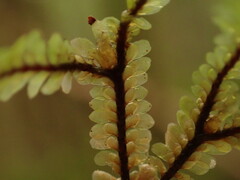 Macrodiplophyllum rubrum