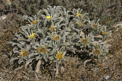Pallenis maritima subsp. sericea image