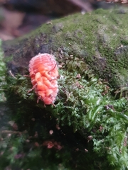 Coelostomidia