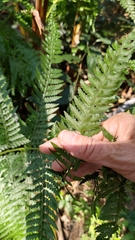 Microlepia