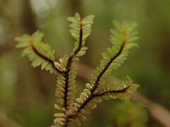 Macrodiplophyllum rubrum