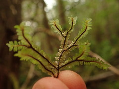 Macrodiplophyllum rubrum