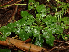 Cardamine breweri