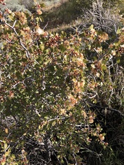 Prunus fremontii