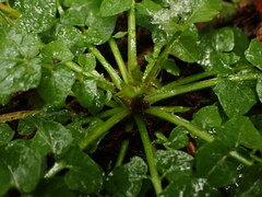 Cardamine breweri