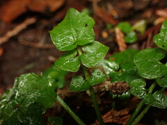 Cardamine breweri
