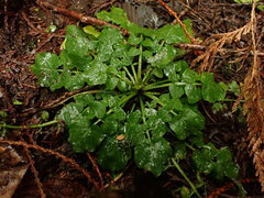 Cardamine breweri
