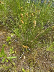 Juncus edgariae