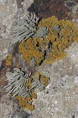 Xanthoria resendei