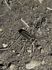 Pyractomena borealis