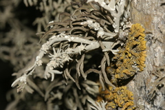 Xanthoria resendei