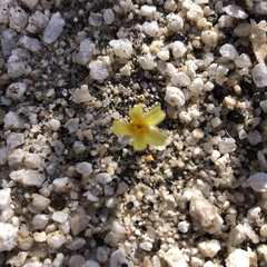 Eriophyllum wallacei