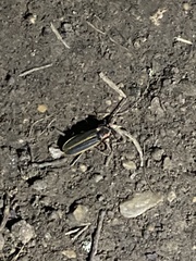 Pyractomena borealis