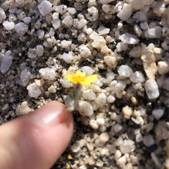 Eriophyllum wallacei