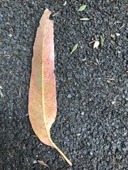 Eucalyptus microcorys