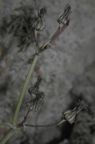 Sonchus tenerrimus subsp. amicus image