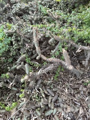 Cylindropuntia prolifera