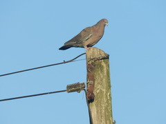 Patagioenas picazuro