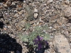 Lupinus arizonicus