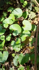 Centella asiatica