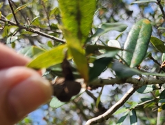 Callirhytis quercusbatatoides