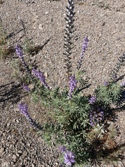 Lupinus arizonicus