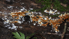 Botryobasidium aureum