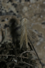 Sonchus tenerrimus amicus