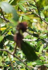Callirhytis quercusbatatoides
