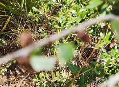 Callirhytis quercusbatatoides