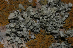 Xanthoria resendei