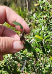 Callirhytis quercusbatatoides