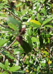 Callirhytis quercusbatatoides