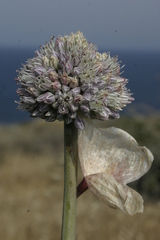 Allium polyanthum