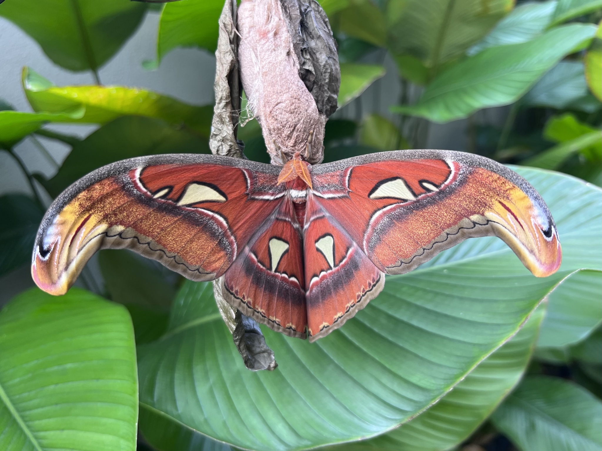 Attacus atlas (Linnaeus, 1758)