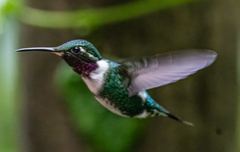 Chaetocercus mulsant