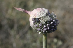 Allium polyanthum