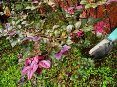 Loropetalum chinense