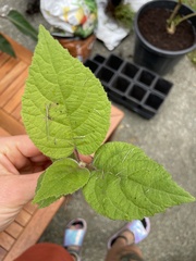 Actinidia