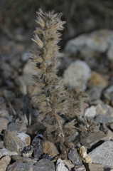 Stachys brachyclada