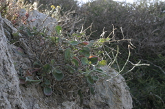 Brassica spinescens image