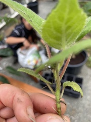 Actinidia