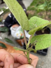 Actinidia