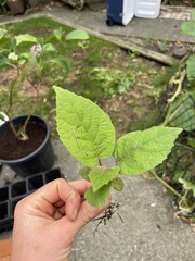 Actinidia