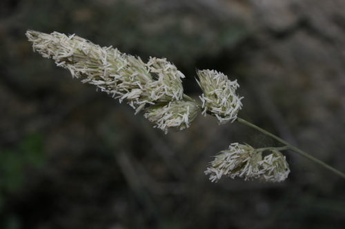 Dactylis glomerata subsp. hackelii image