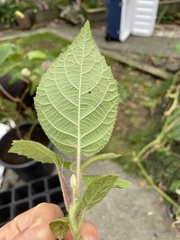 Actinidia