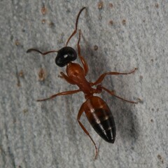 Opisthopsis rufithorax