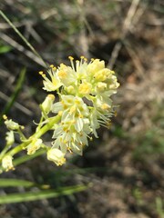 Toxicoscordion venenosum